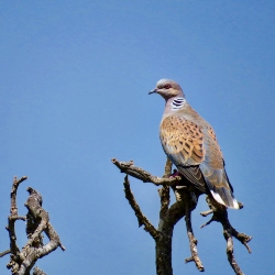 European Turtle-Dove
